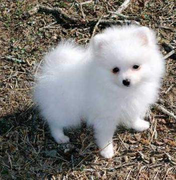 quality pomeranian puppies boys and girls for sale
