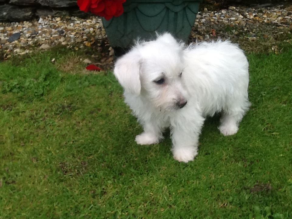 Pets for sale Dogs for sale Puppies for Sale Free Pet Ads