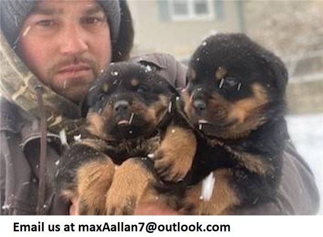 Beautiful rottweiler puppies for sale