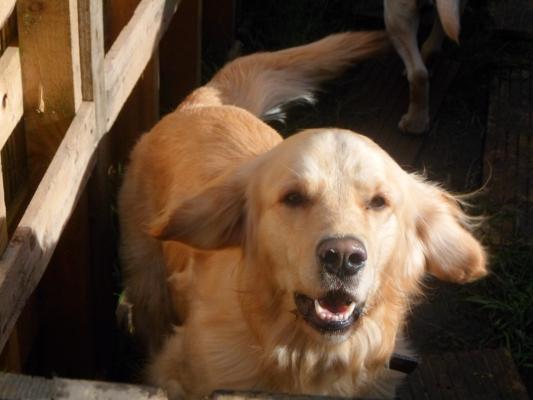 beautiful proven  retriever available for stud..