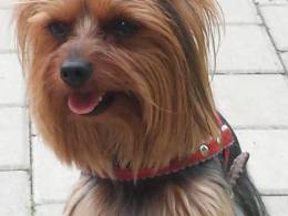 Tiny Yorkshire Terrier for stud