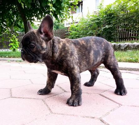 Awesome Playful French Bulldog puppies available