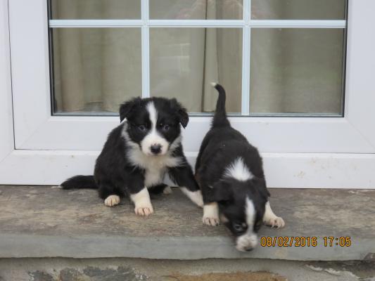 The Best Border Collies By Far, Ready Now.