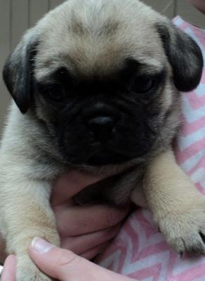 Perfect cute male/female Pug puppies ready now !!!