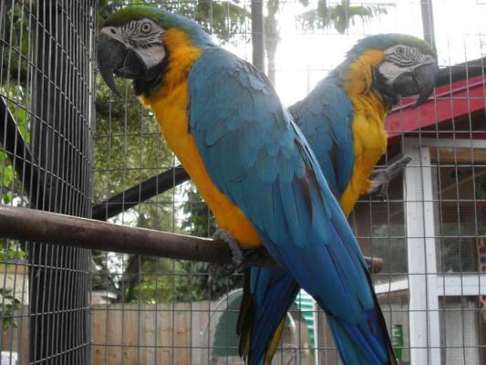 Super Tame Blue and Gold Macaws for sale