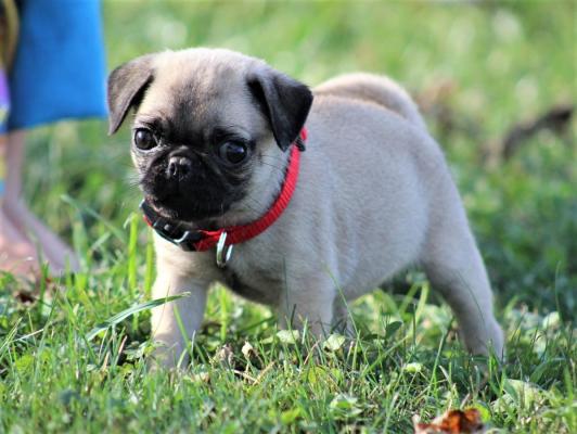 Black and Fawn Pug Puppies For Sale.