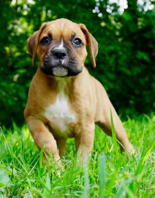 Beautiful Boxer Pups For Sale.