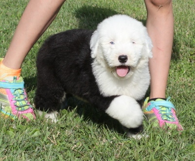 Old English Sheepdog Pups For Sale.