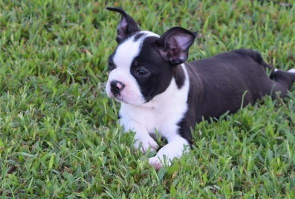 Boston Terrier Puppies For Sale.