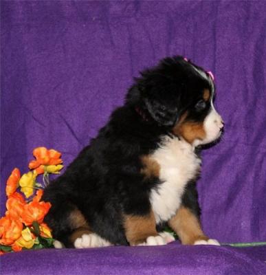 Bernese Mountain Puppies for sale.