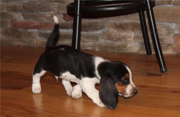 Charming Basset Hound Puppies For Sale