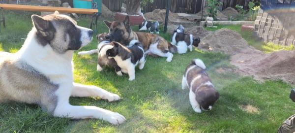 American Akitas puppies  for sale 