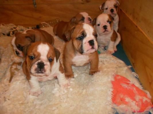  Stunning pure English Bulldogs pups for sale 
