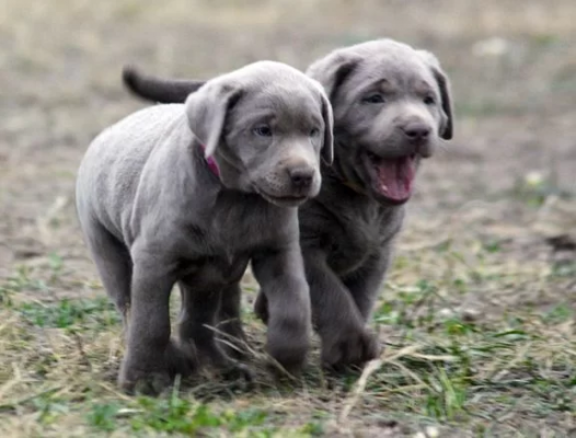 Quality KC reg silver Labrador pups ready to go