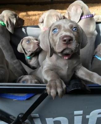 Gorgeous Weimaraner puppies blues and silvers