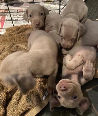 beautiful weimeraner pups 4 their forever homes