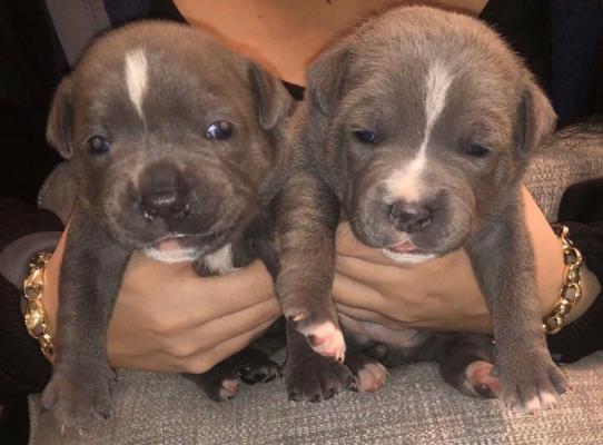 Top KC Staffordshire bull-terrier puppies