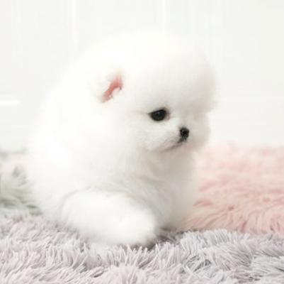 Adorable Pedigree Pomeranian Puppies For Sale.