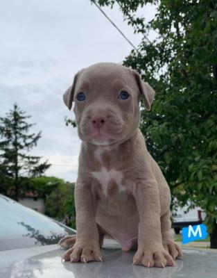 Pit Bull puppies for sale