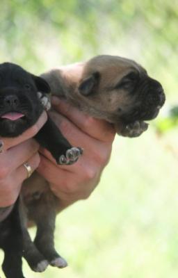 Cane Corso  puppies for sale