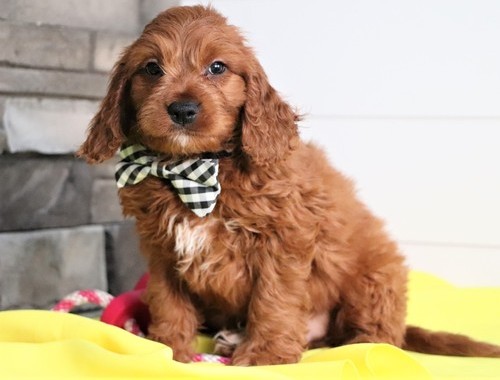 super good lovley cavapoo for sale now 