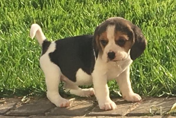 Gorgeous beagle  puppies playful ready now 