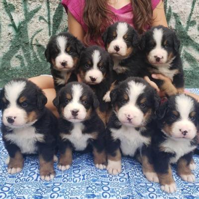 Bernese Mountain Dog puppies KC registered