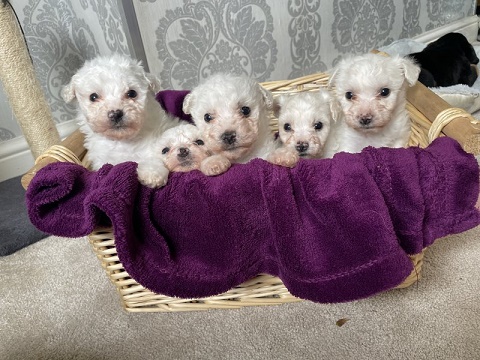 AKC Awesome Bichon Frise Puppies for sale