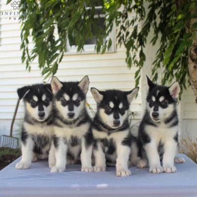 Stunning Alaskan Malamute Puppies for sale