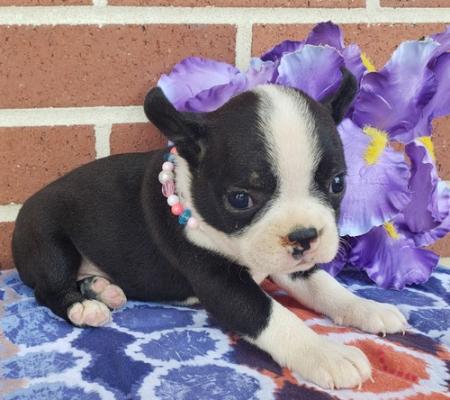 Boston Terrier Pups available for sale