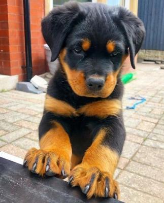 German Rottweiler Puppies for sale