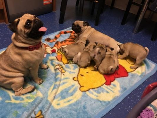 Amazing Pug puppies available 