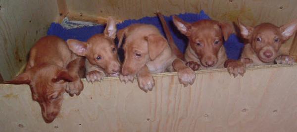 Beautiful Pharaoh Hound puppies for sale