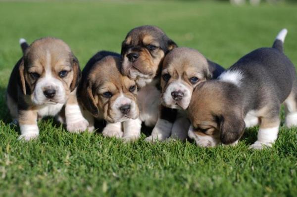 Miniature Queen Elizabeth Pocket Beagle Puppies