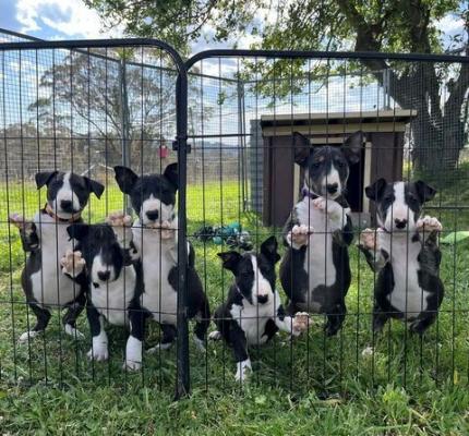 KC registered English Bull Terrier Puppies