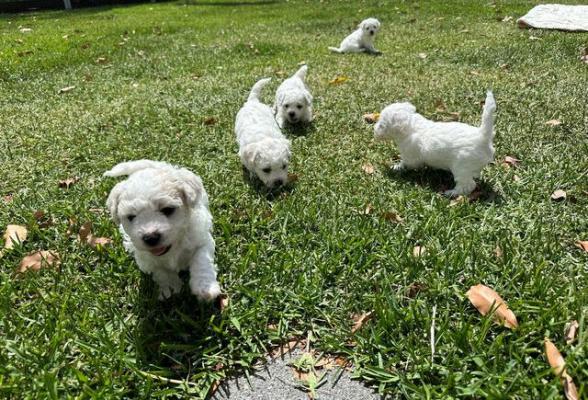 KC Registered Beautiful Bichon Frise Puppies