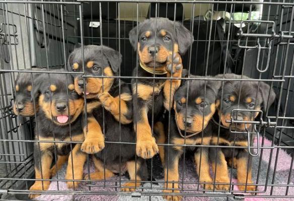 READY NOW BIG BONED CHUNKY ROTTWEILER PUPS