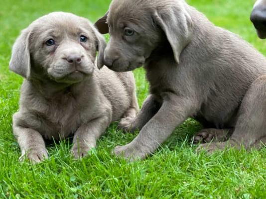 UPDATE Silver Labrador Puppies for sale