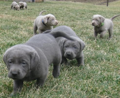 Perfect Silver Labrador Retriever Puppies For Sale