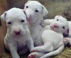 White Staffordshire Bull Terrier pups looking 4 