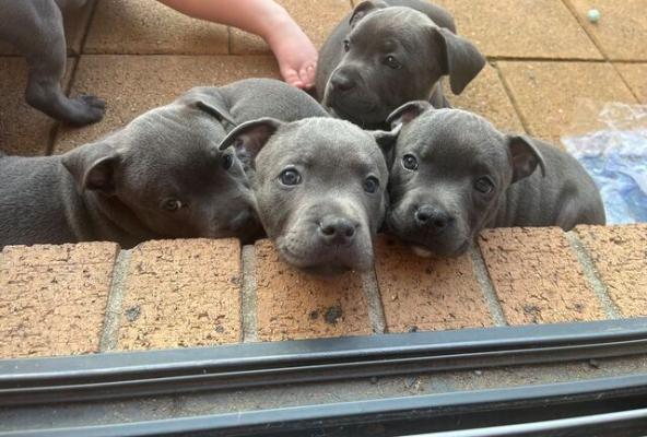 KC 100% PURE BLUE STAFFORDSHIRE BULL TERRIER PUPS