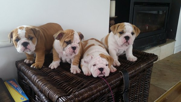 Beautiful chunky British/English Bulldog puppies