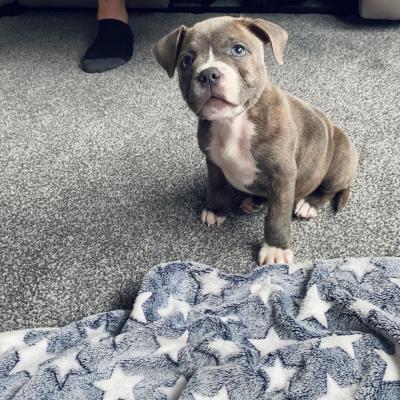 3 months old Staffordshire Bull Terriers