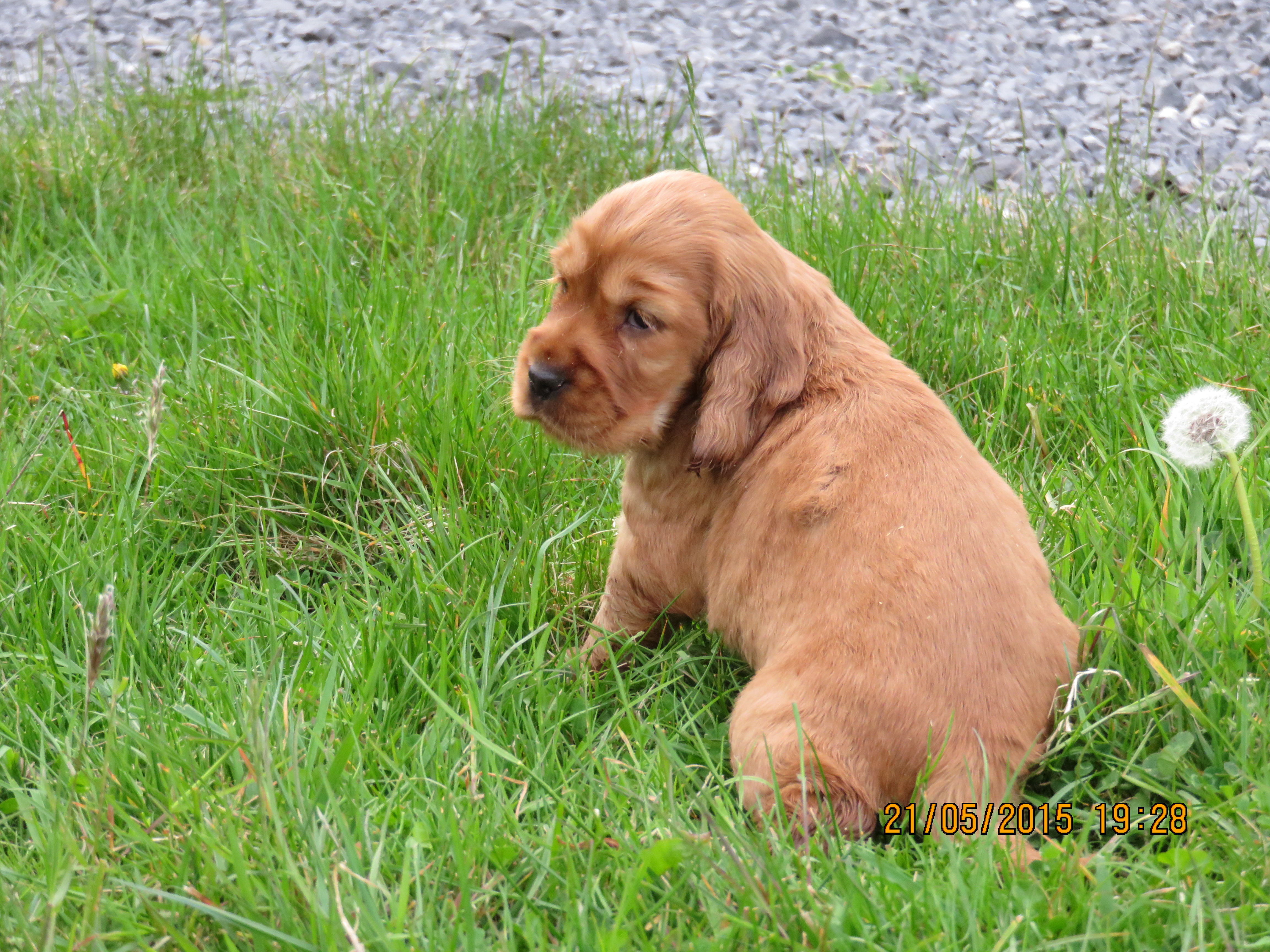 show spaniel puppy
