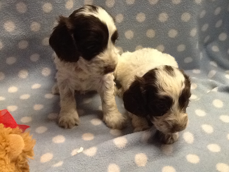 STUNNING CHOCOLATE AND WHITE COCKAPOO PUPPIES