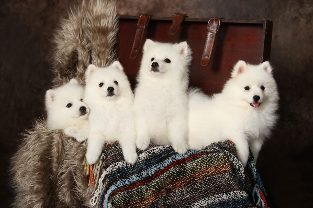 Beautiful Pure White Pure Bred Japanese Spitz Pups