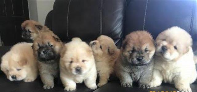 Rare breed outstanding Chow Chow puppies