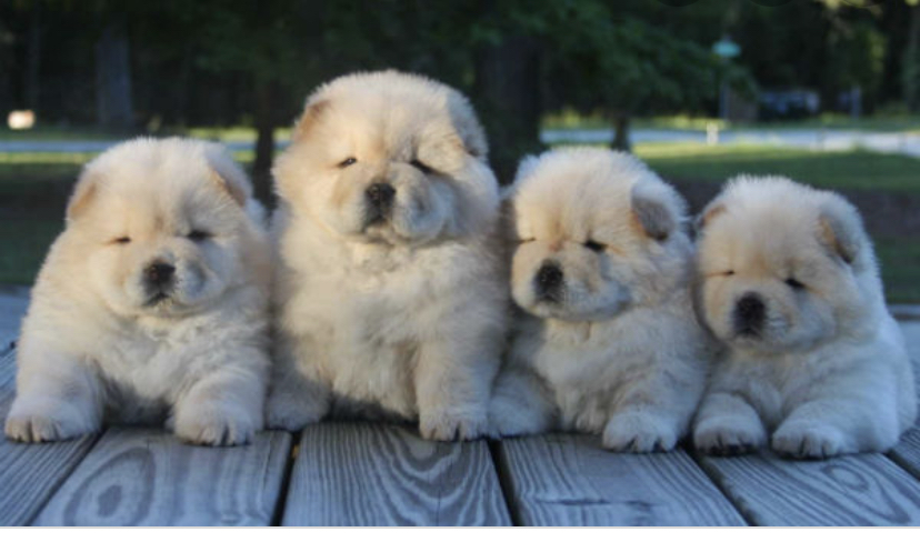 Looking for a beautiful chow chow 