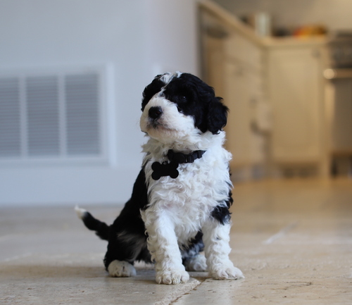 Lovely Portuguese Water Dog available for sale