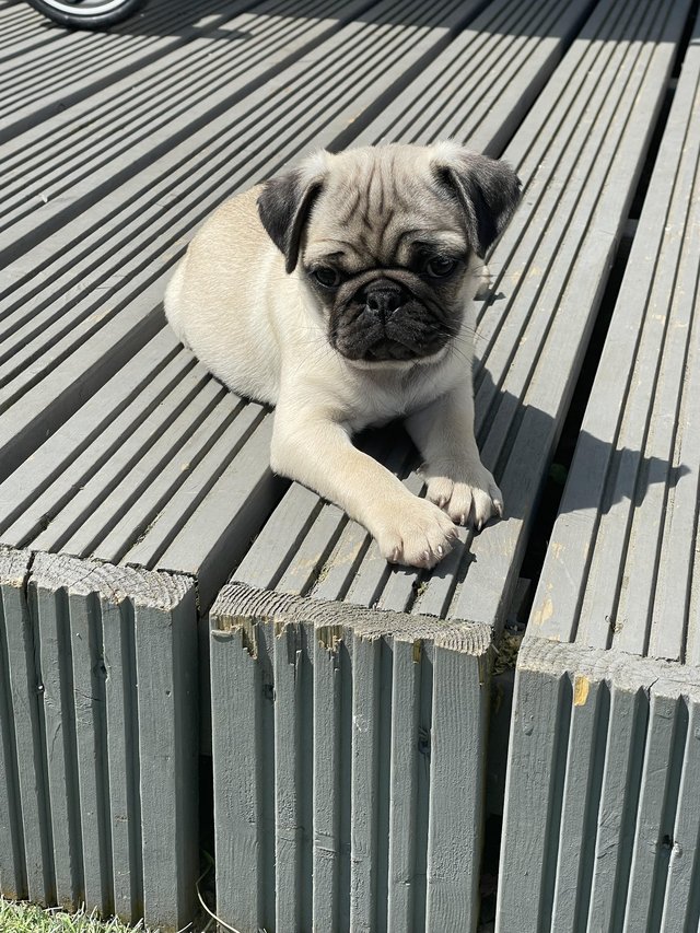 Top Class pug puppies for sale 